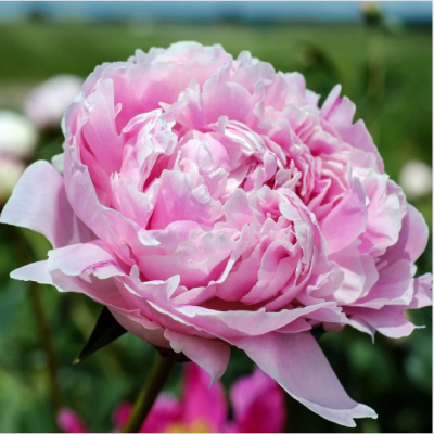 pivoine pivoine
