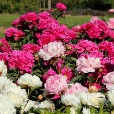 europe pivoine europe pivoine