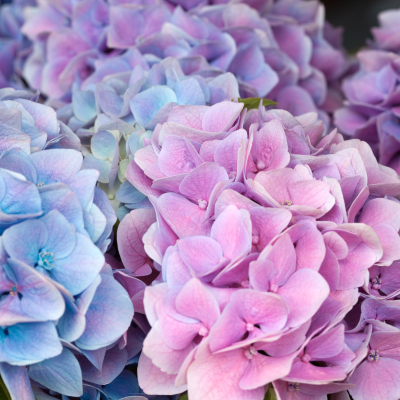 Fleurs d’hortensia aux teintes roses et bleues pastel, parfaites pour un bouquet élégant et coloré.
hortensia-rose-bleu-pastel-fleurs