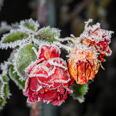 Guide complet des fleurs résistantes en automne
