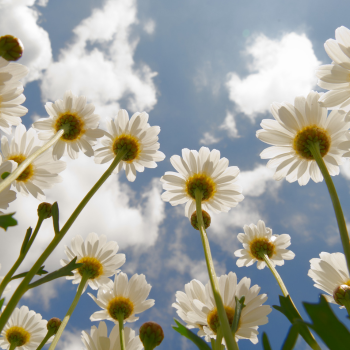 Marguerite fleurs de saison