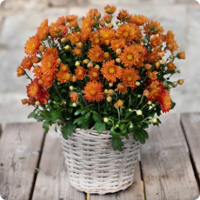 DÉCOUVRIR DÉCOUVRIR