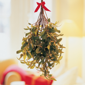 Le gui : mythes, médecine et symbolique d’une plante fascinante