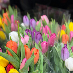 tulipes-multicolores-fraiches-printemps