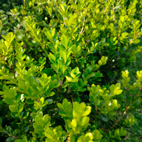 Buis au feuillage persistant vert pour décorer le jardin en hiver buis-feuillage-persistant-hiver