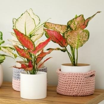 offrir-aglaonema-anniversaire-350x350 offrir-aglaonema-anniversaire-350x350