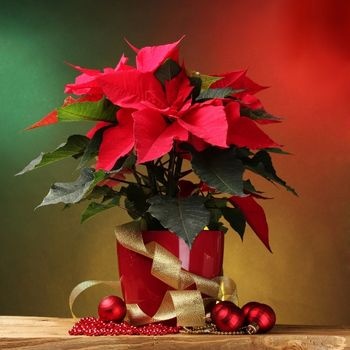 poinsettia-decor-noel-350x350 poinsettia-decor-noel-350x350