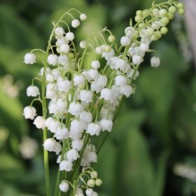 Brin de muguet en nature Brin de muguet en nature