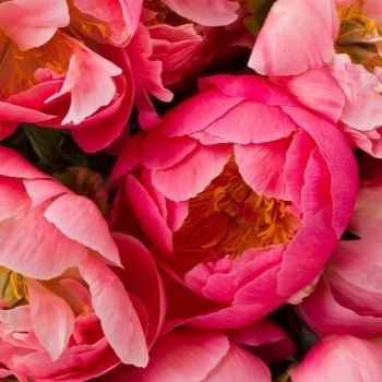 taille-et-arrosage-pivoine-350x350