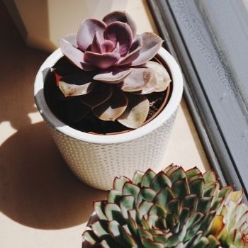 petite-succulente-marron-pot-350x350 petite-succulente-marron-pot-350x350