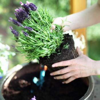 Planter de la lavande