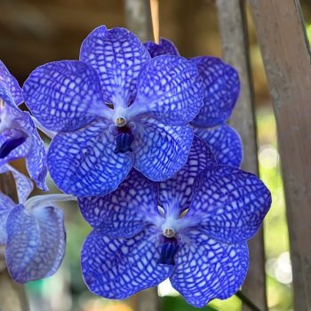 orchidee-vanda-bleue-350x350 orchidee-vanda-bleue-350x350