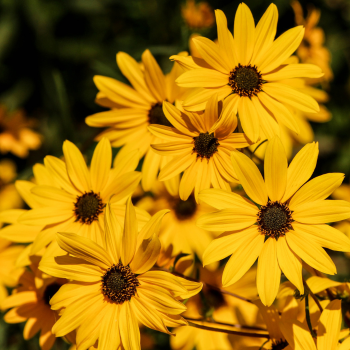 Signification fleurs jaunes