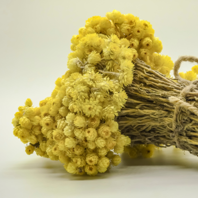 Bouquet d’immortelles jaunes séchées, utilisé pour la décoration naturelle ou les compositions durables. bouquet-immortelles-jaunes-sechees-decoration-naturelle