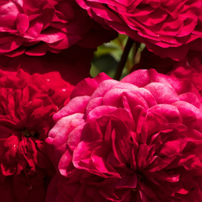rouge pivoine rouge pivoine