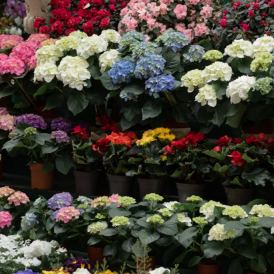 Étal de jardinerie riche en couleurs avec des pots d’hortensias, bégonias et autres fleurs printanières en pleine floraison. etal-fleurs-jardinerie-hortensias-begonias-printemps