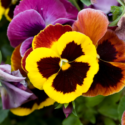Pensée tricolore aux couleurs vives jaune, brun et violet, symbole de tendresse et de souvenir. Fleur d’automne et de printemps, parfaite pour égayer jardinières et parterres. pensee-tricolore-jardiniere-automne-printemps