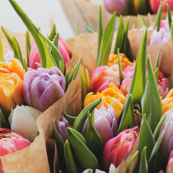 tulipes colorées  tulipes colorées