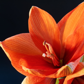 Gros plan d’une amaryllis orange aux pétales intenses, plante hivernale décorative et lumineuse. amaryllis-orange-intensite-hivernale