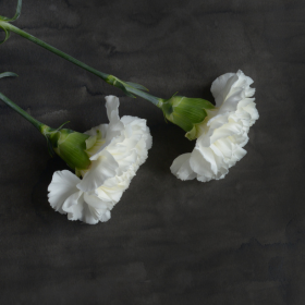 oeillets-blancs-fleurs-deuil