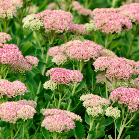 sedum-fleurs-automne-toussaint