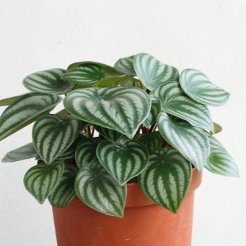 Les meilleures plantes à offrir pour un anniversaire