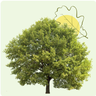 L’arbre du souvenir, une façon durable de rendre hommage