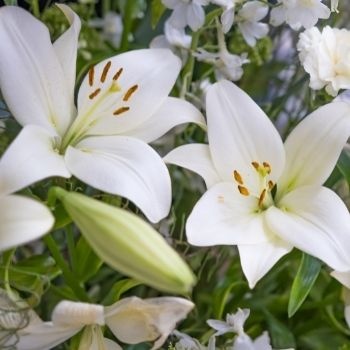 choix-fleurs-deuil-relation-defunt-350x350 choix-fleurs-deuil-relation-defunt-350x350