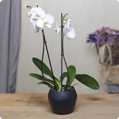 DÉCOUVRIR DÉCOUVRIR