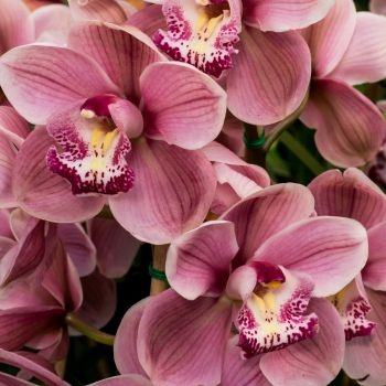 orchidee-cymbidium-350x350 (1) orchidee-cymbidium-350x350 (1)
