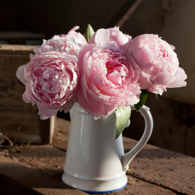 pivoines dans vase pivoines dans vase