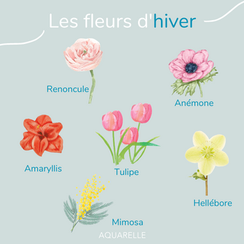 Les fleurs d’hiver : quelles variétés privilégier en janvier ?