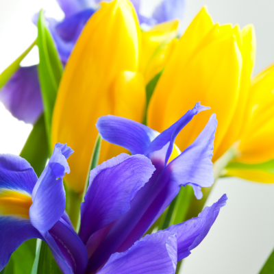 Composition florale colorée de tulipes jaunes et d’iris violets sur fond clair. tulipes-jaunes-iris-violets-composition-printemps