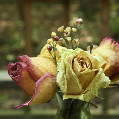 Bouquet de roses fanées dans les tons jaune et rose, illustrant la beauté du temps qui passe. roses-fanees-bouquet-temporalite