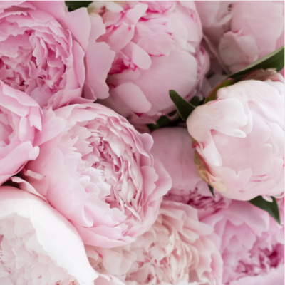 rose pivoine rose pivoine