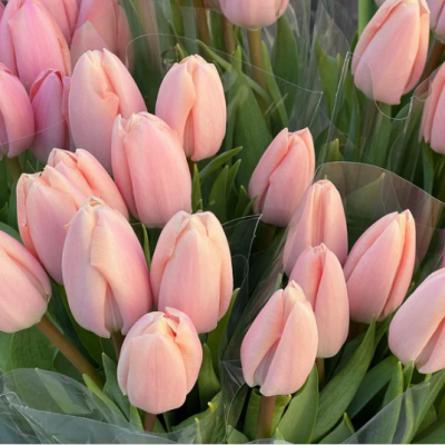 tulipe pastel tulipe pastel