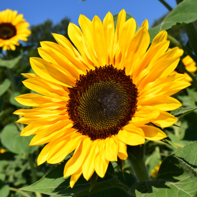 Le Bouquet de Tournesols : Tendances et Inspirations