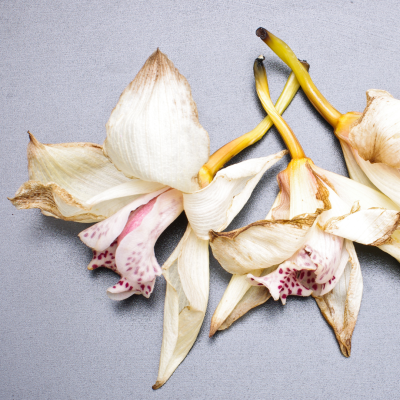 orchidée-fanée-pétales-blancs-roses