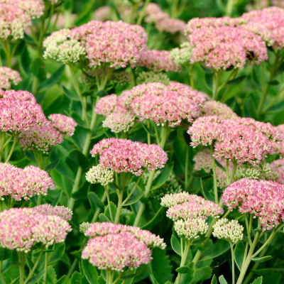 sedum-fleurs-vivaces-massif-ete