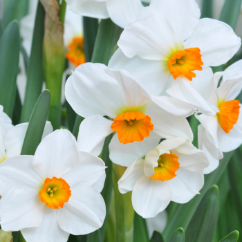 narcisse pour paques