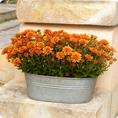 DÉCOUVRIR DÉCOUVRIR