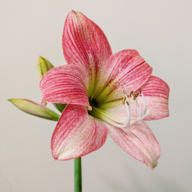 Fleur d’amaryllis rose pâle épanouie, idéale comme plante d’intérieur en hiver grâce à sa floraison spectaculaire. amaryllis-rose-fleur-hiver