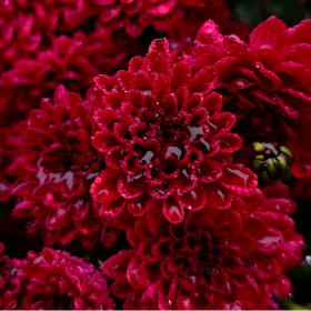 Les 5 fleurs incontournables de la Toussaint