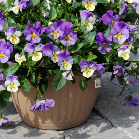 Pensées violettes et blanches, fleurs résistantes au froid pour la Toussaint pensees-fleurs-hiver-toussaint