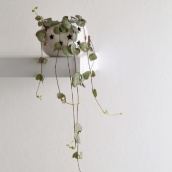 offrir-ceropegia-anniversaire-350x350 offrir-ceropegia-anniversaire-350x350