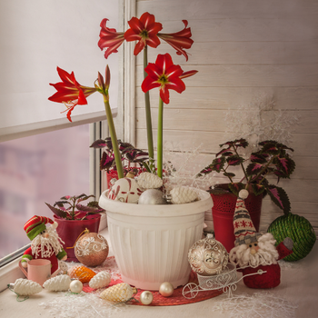 amaryllis-noel-350x350 amaryllis-noel-350x350