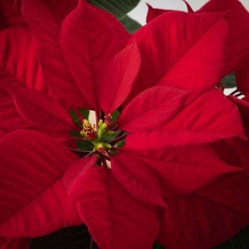 zom-poinsettia-noel-350x350 zom-poinsettia-noel-350x350