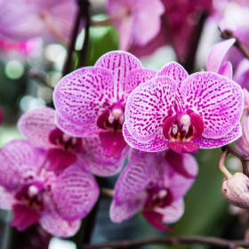 Orchidée rose Orchidée rose