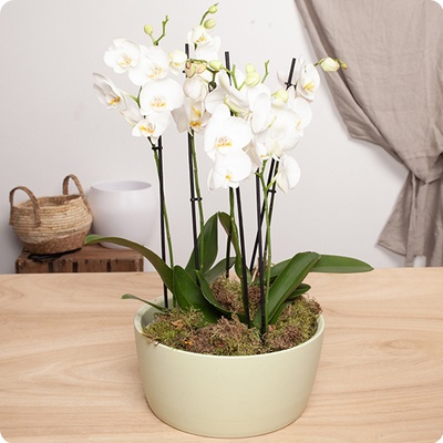 DÉCOUVRIR DÉCOUVRIR