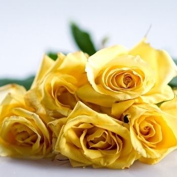 signification-roses-jaunes-350x350